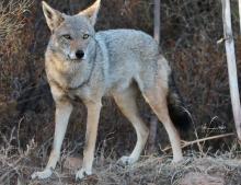 lobo dorado africano